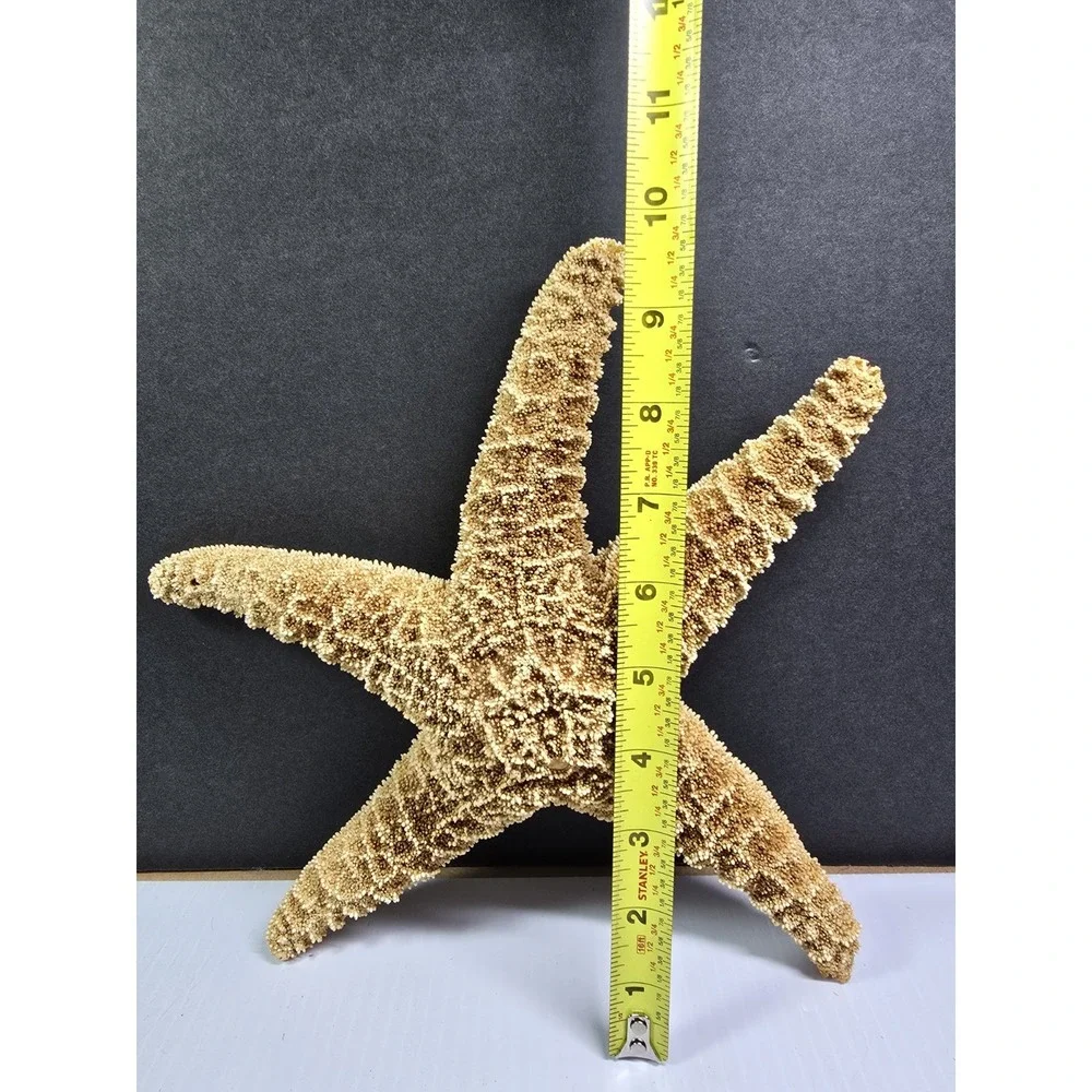 Intact Mouth XL Starfish,‎ Beach Finds, Nature Is Cool, Show & Tell, Patrick
